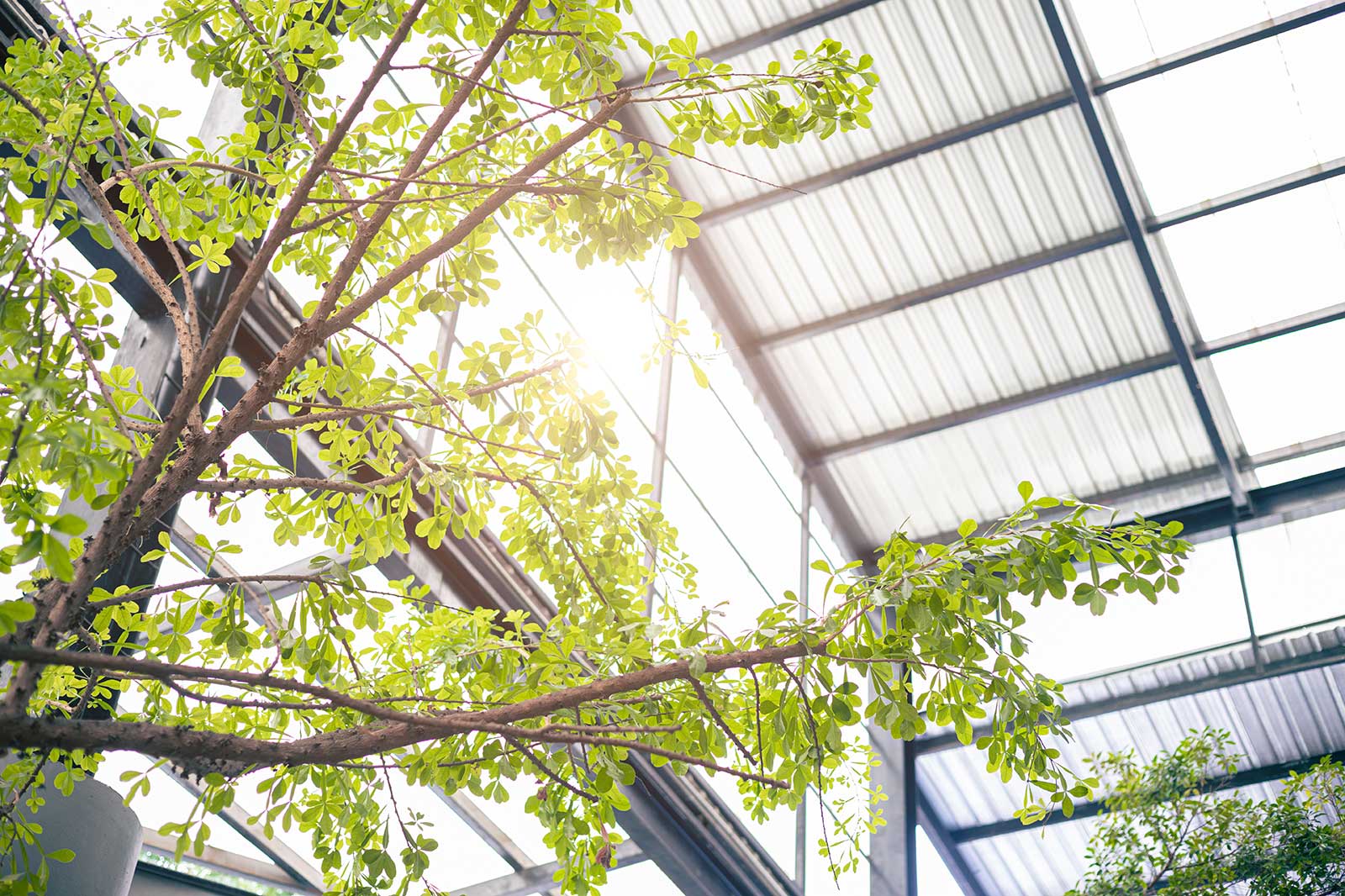 A view of a leafy tree branch under a transparent roof, with sunlight filtering through.