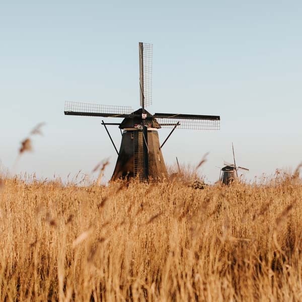 Two traditional windmills stand tall amidst golden grasses under a clear blue sky, creating a picturesque rural scene.