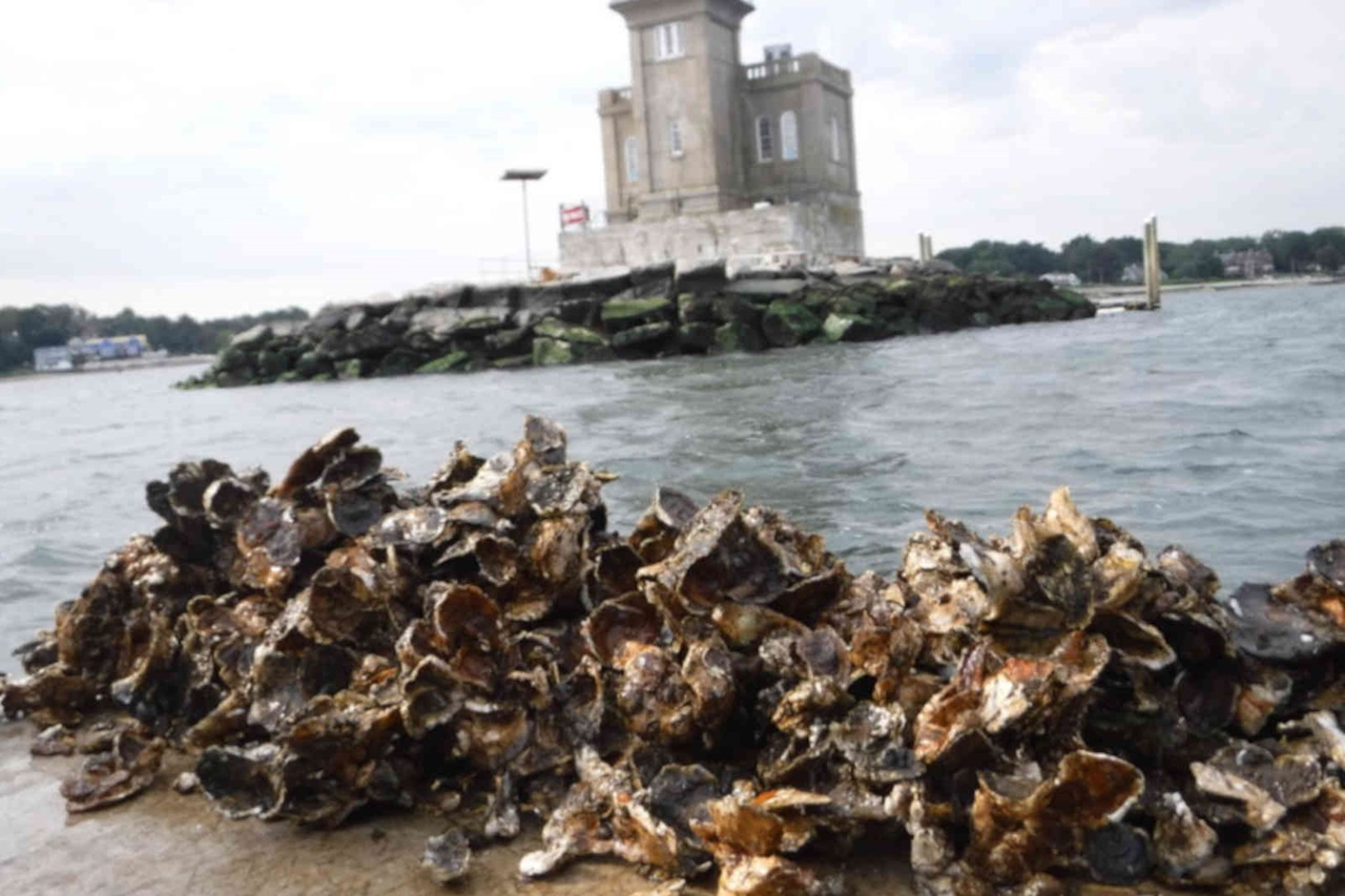 A pile of oysters near a rocky shoreline with a lighthouse in the background and calm water.