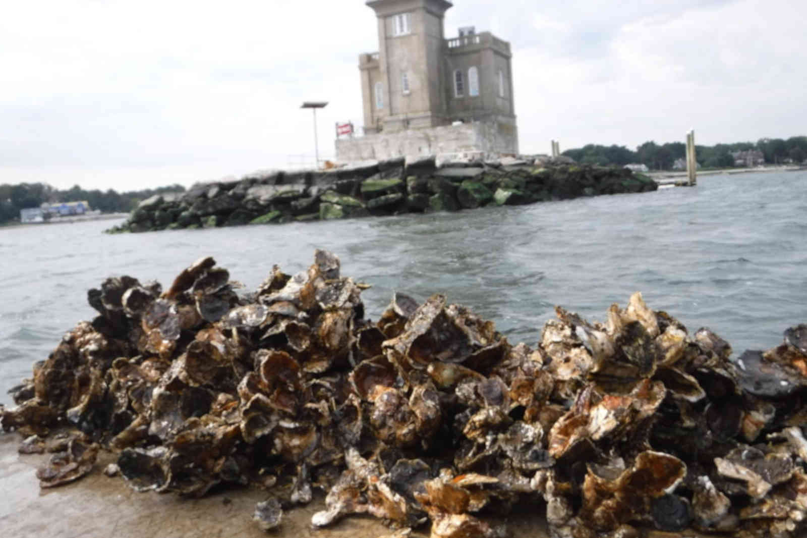 A pile of oysters near a rocky shoreline with a lighthouse in the background and calm water.
