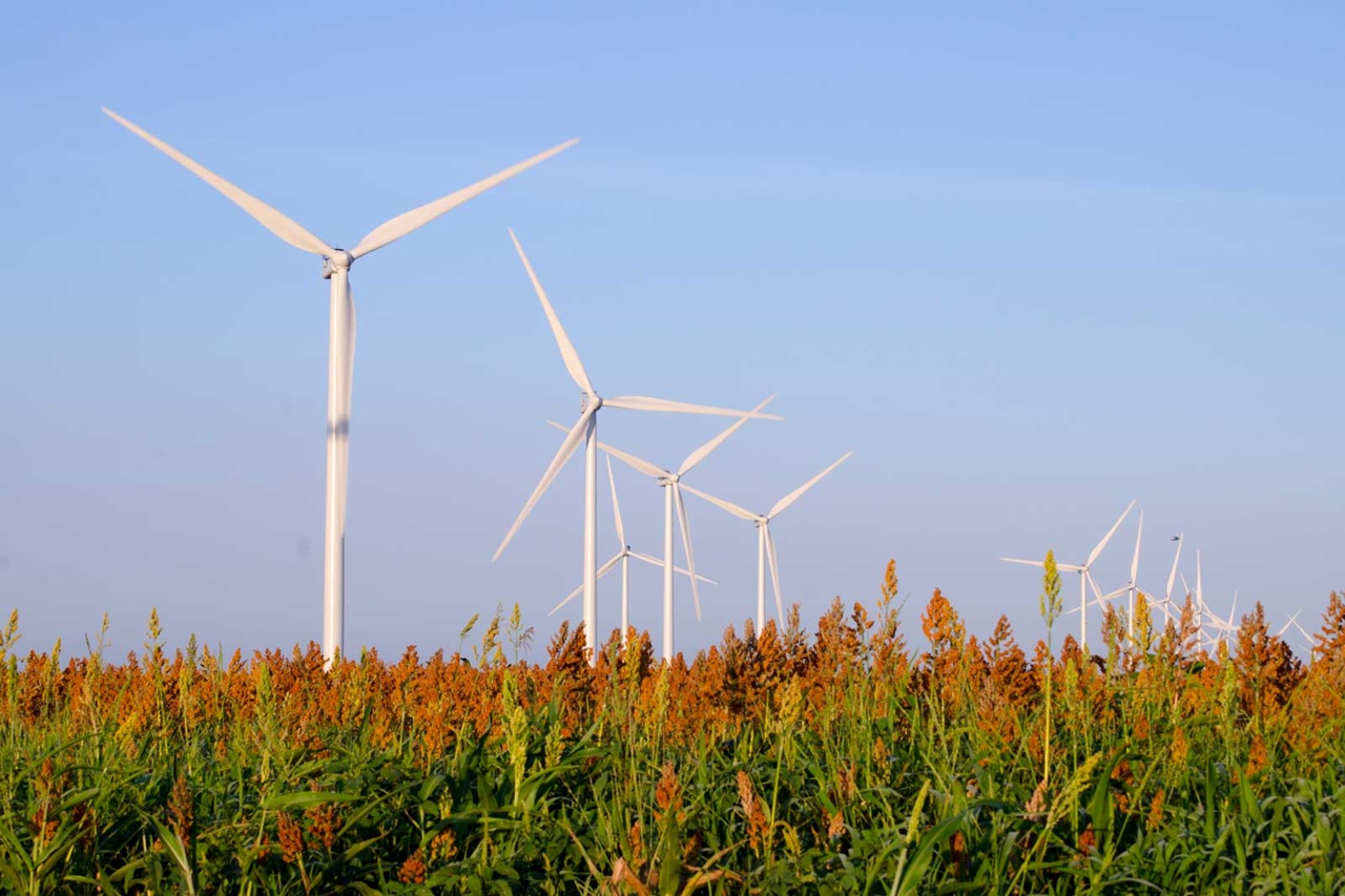 A field of tall grasses and plants with orange tops, set against a clear blue sky with several wind turbines in the background.