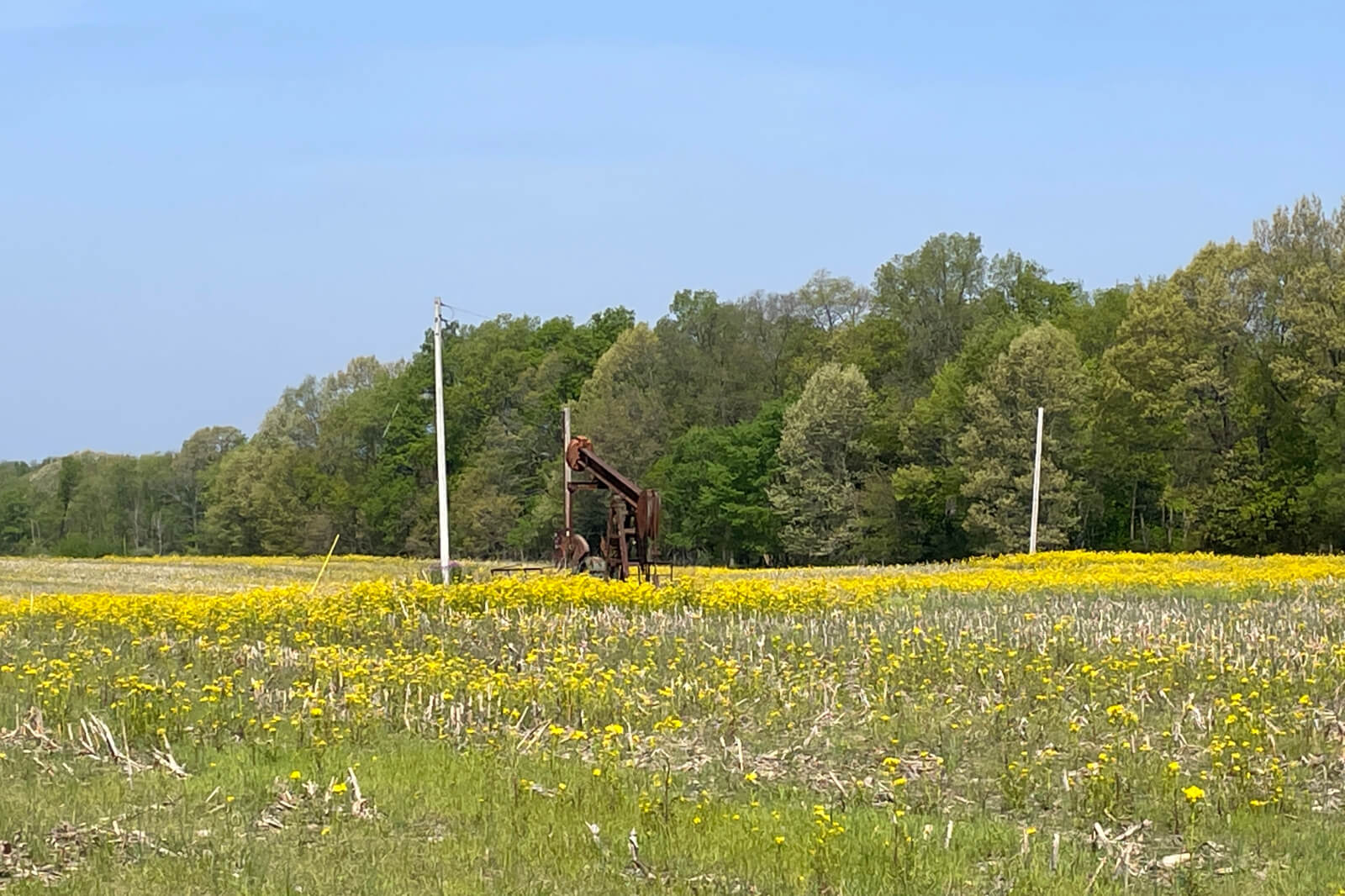 A rusty oil pump stands amidst a vibrant yellow flower field under a clear blue sky, with trees in the background.