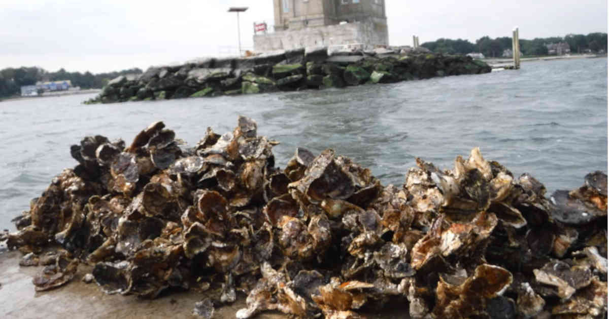Community Offshore Wind Helps Revitalize Oyster Habitats on Long Island