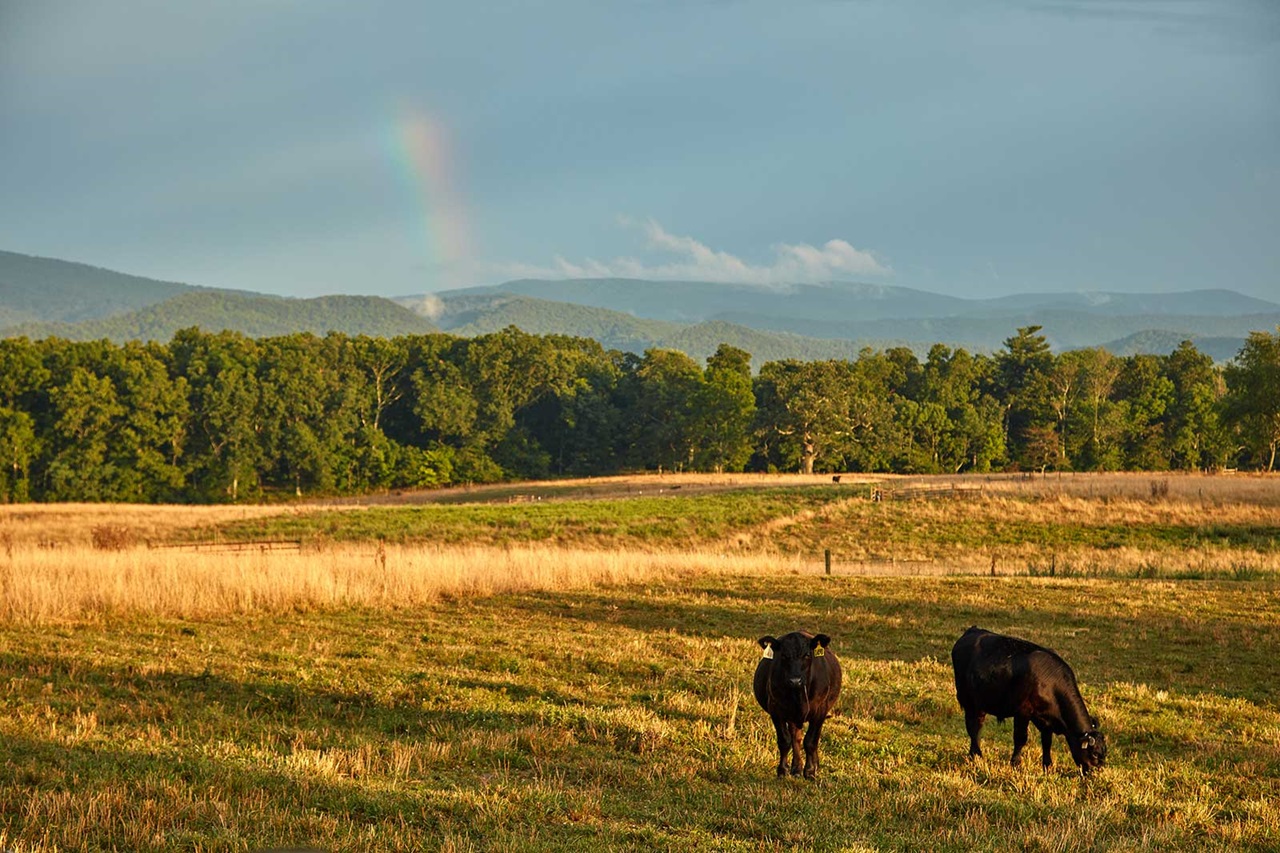 Two black cows graze in a sunlit field with rolling hills and a faint rainbow in the background.