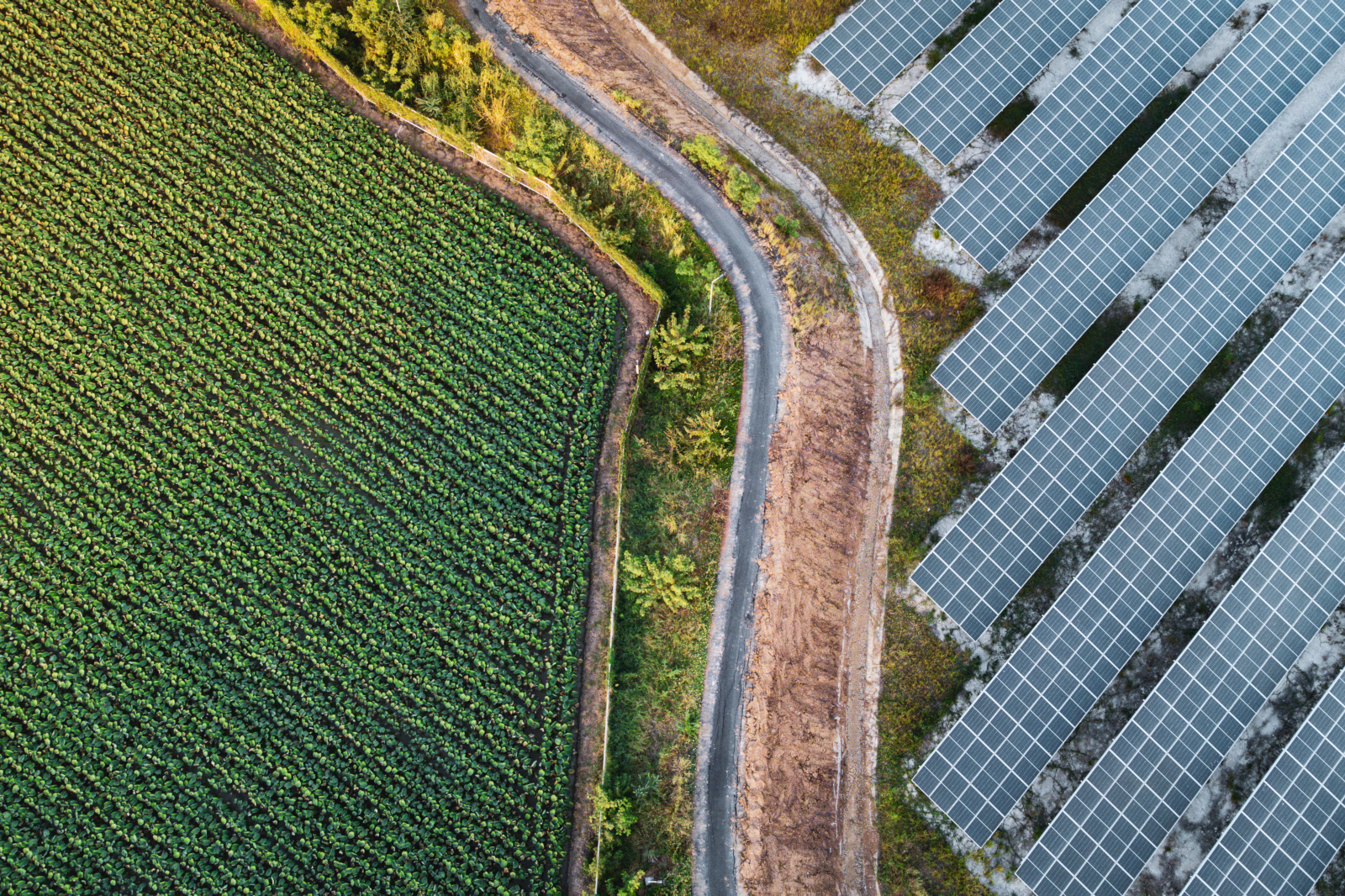 Aerial view of a green crop field adjacent to solar panels, with a winding dirt road separating them.
