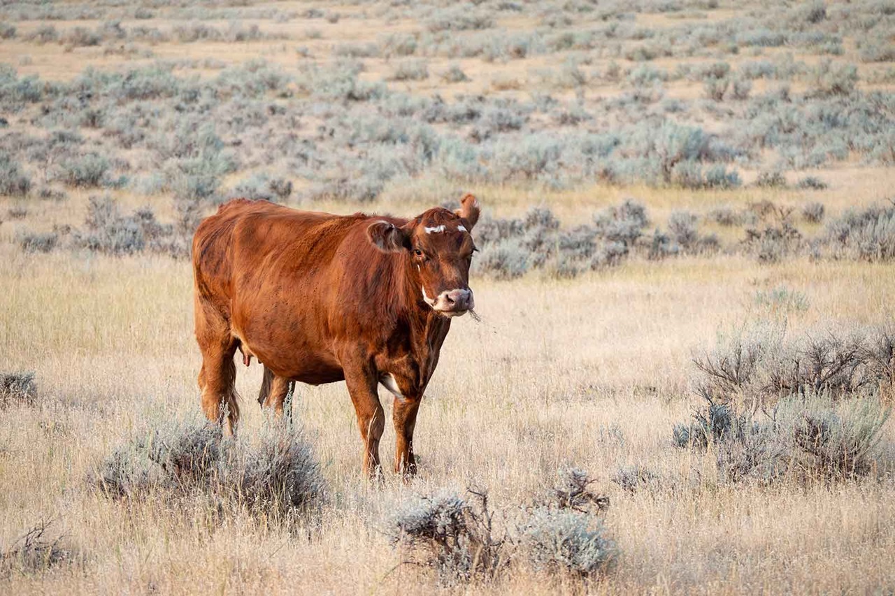 A brown cow standing in a grassy field with sparse sagebrush in the background.