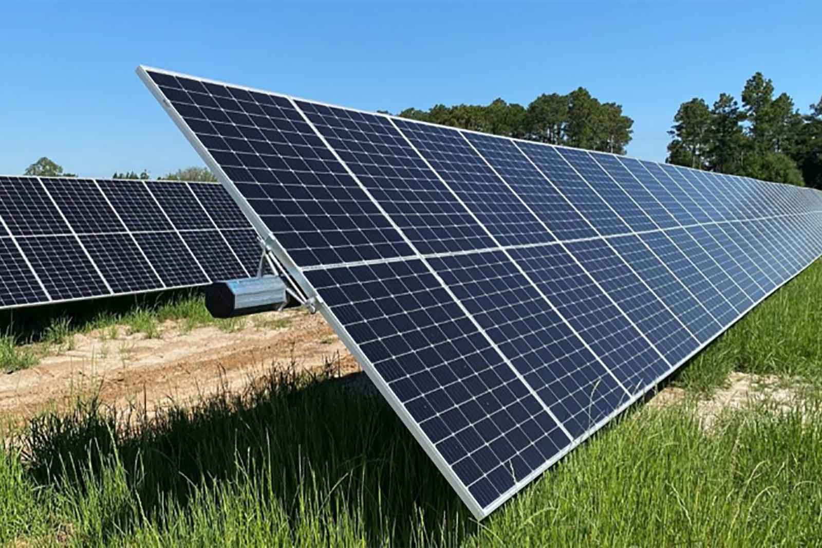 A row of solar panels tilted towards the sun, surrounded by tall green grass against a clear blue sky.