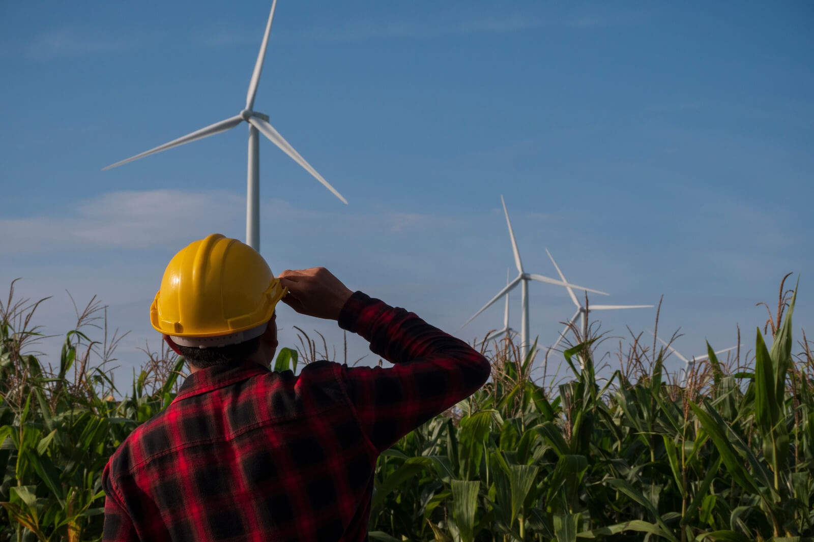 A worker in a yellow helmet looks towards wind turbines above a cornfield under a clear blue sky.