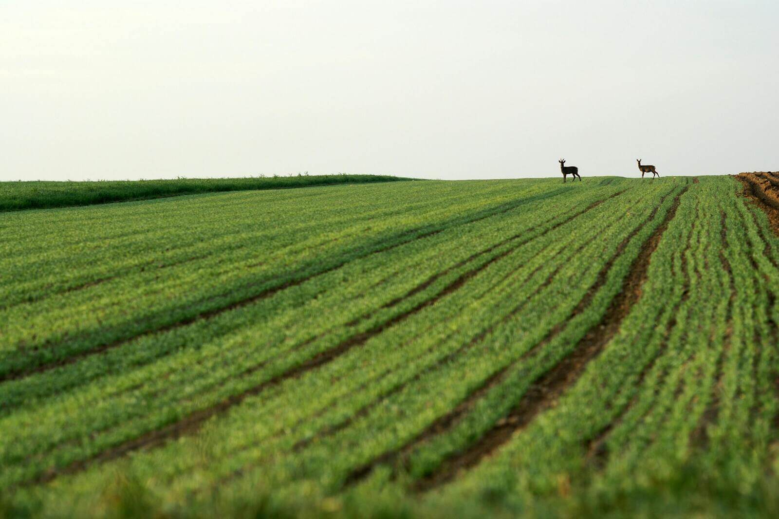 Two deer stand on a lush green field with visible furrows, under a pale sky.