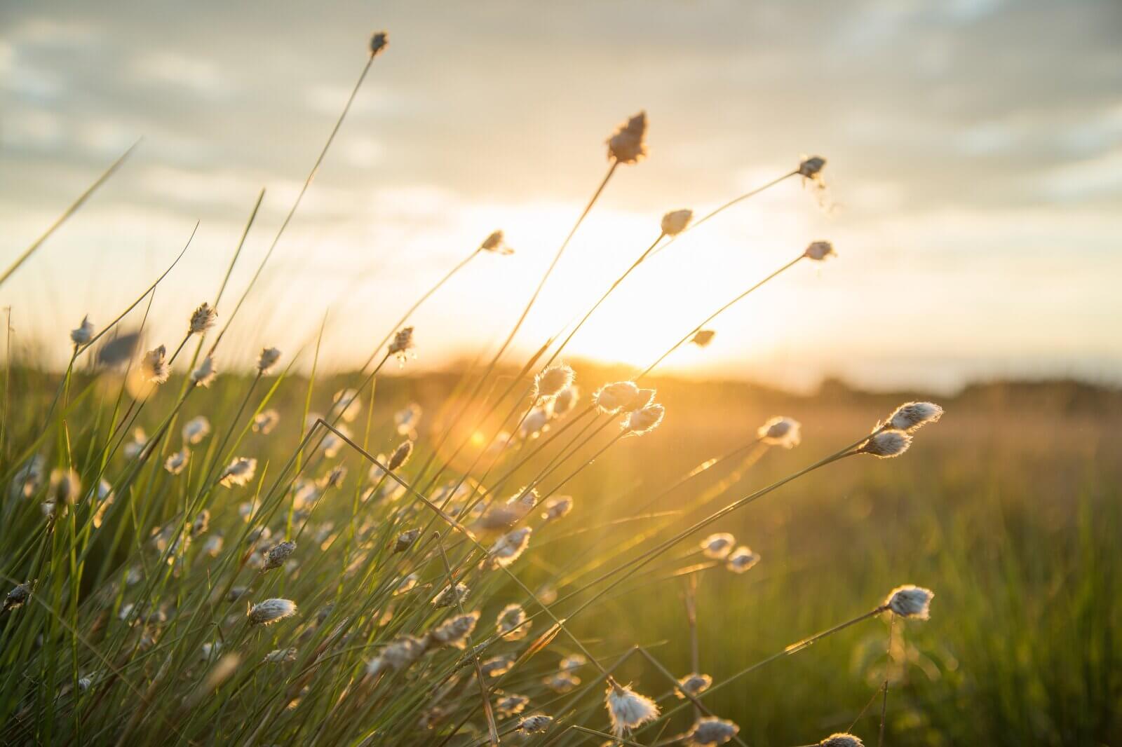 A sunset illuminates tall grass and flowers, creating a serene landscape with soft lighting and delicate details.