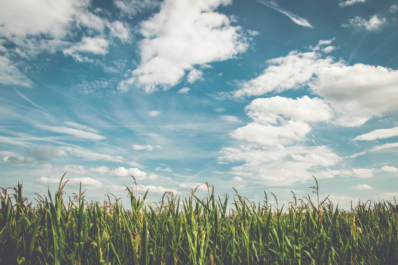A lush field of tall corn plants with a bright blue sky and white clouds in the background.