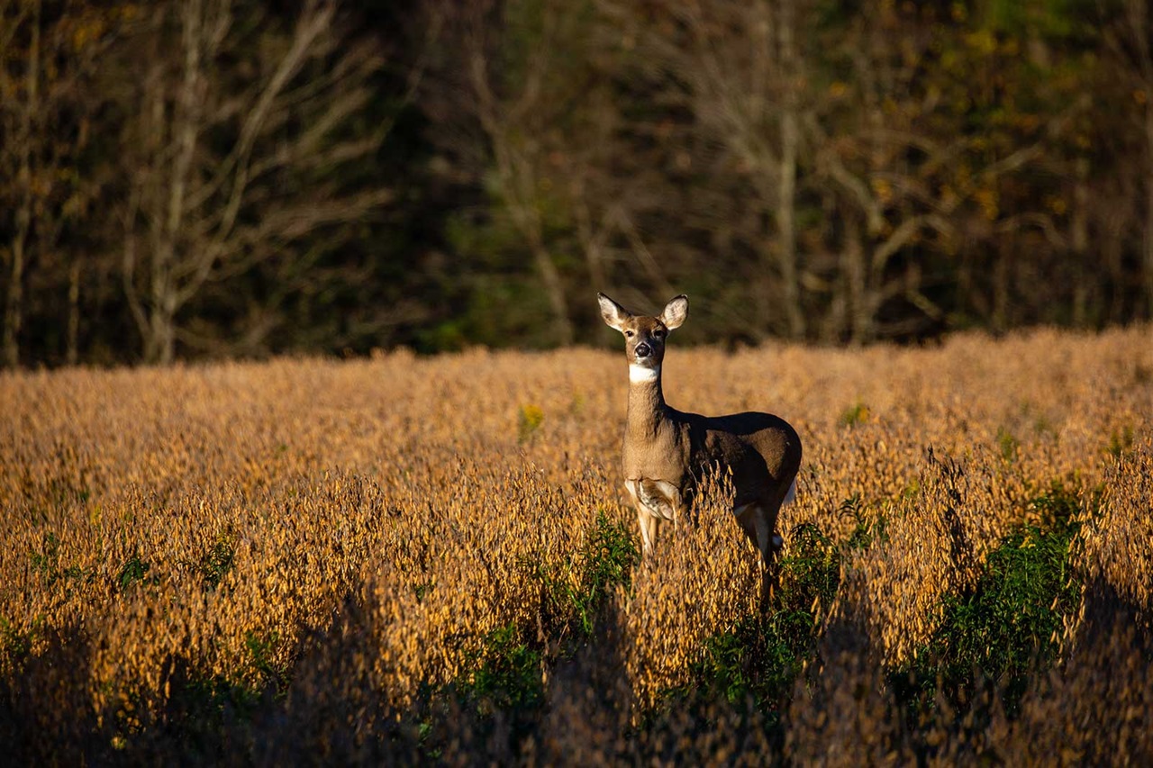 A deer stands in a field of golden grass, surrounded by trees in the background, illuminated by sunlight.