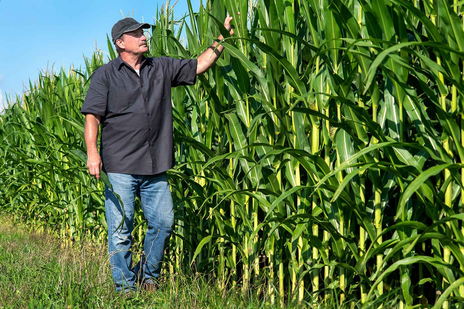 A person stands among tall corn plants, examining the crops under a clear blue sky.