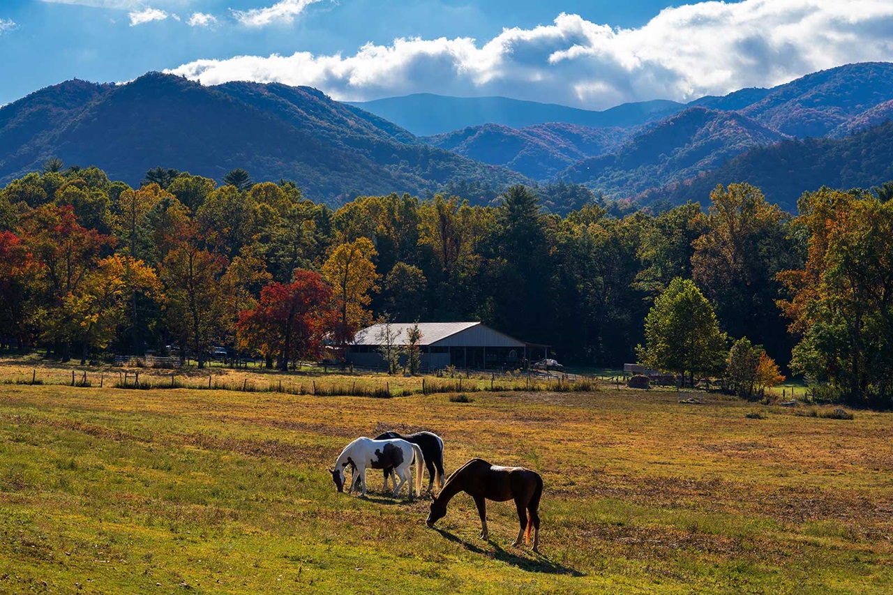 A serene landscape featuring horses grazing in a green field, surrounded by autumn trees and mountains under a blue sky.