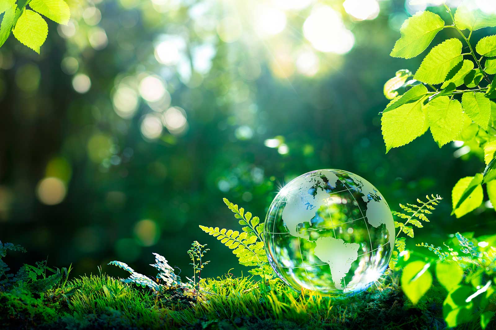 A clear globe rests on lush green moss, surrounded by ferns and sunlight filtering through a vibrant forest.