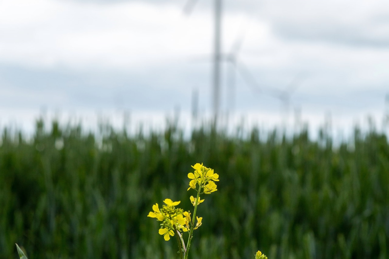 RWE Image