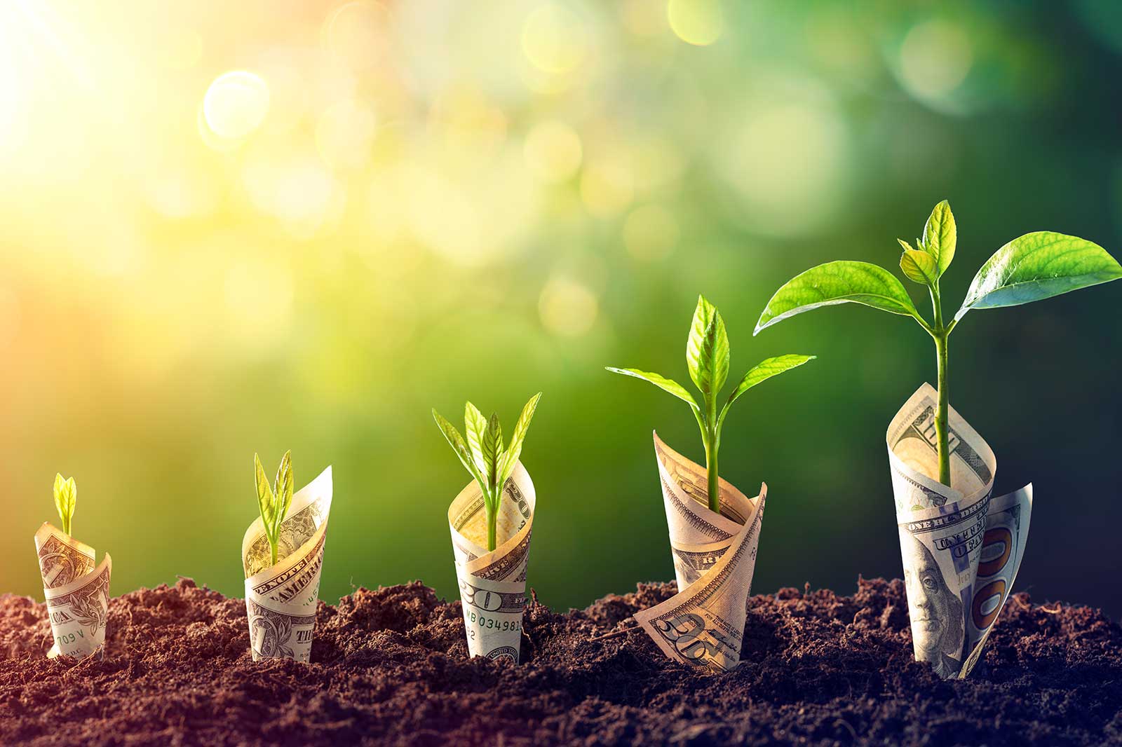 Five green plants grow from rolled dollar bills in rich soil, symbolising financial growth and prosperity in a bright setting.